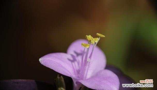 探索花海中最美的告白方式 花之语