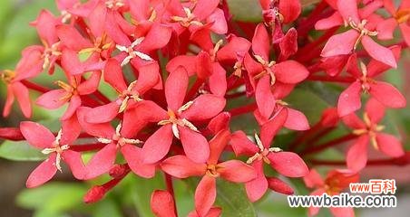 用花语传递新生的美好祝愿 以新生的花花语为主题的文章