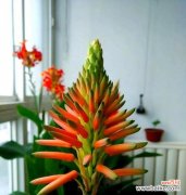 假植物花有哪些寓意吉祥？如何选择寓意吉祥的假植物？