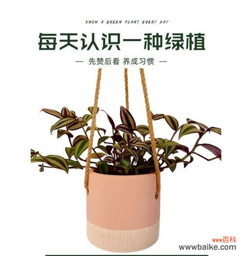 吊竹兰的寓意及其象征意义是什么？吊竹兰有何特别之处？