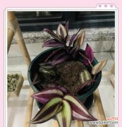 吊竹兰的寓意及其象征意义是什么？吊竹兰有何特别之处？