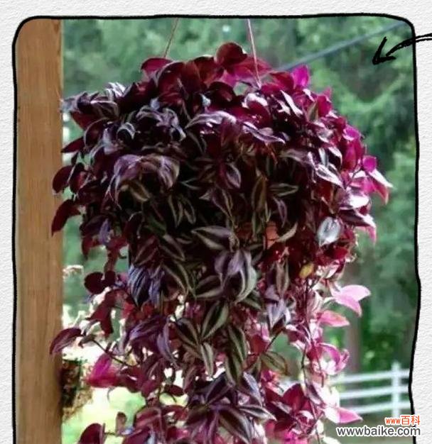 吊竹兰的寓意及其象征意义是什么？吊竹兰有何特别之处？