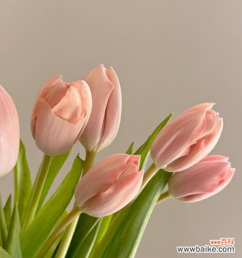 郁金香象征花：花语是什么？