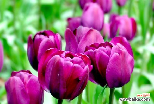 郁金香象征花：花语是什么？