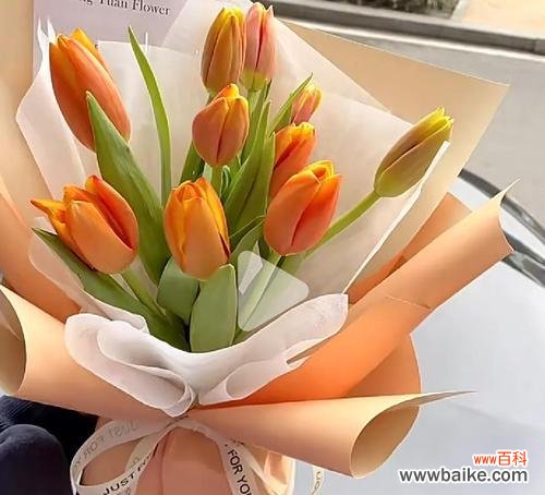 郁金香象征花：花语是什么？