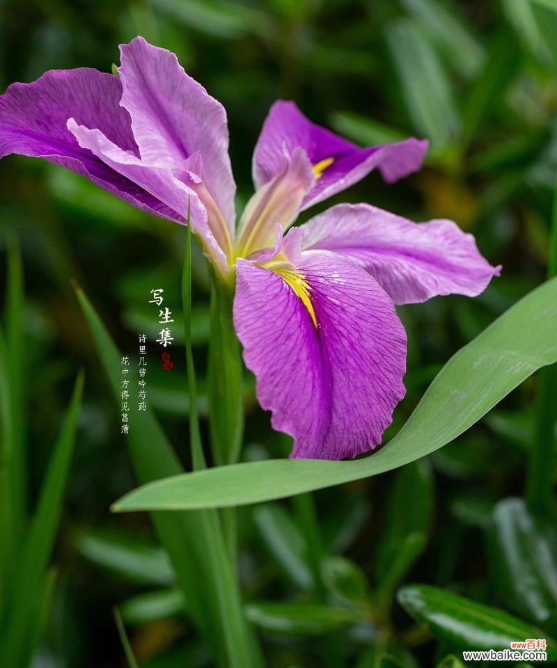 做象征的花有哪些？如何选择合适的象征花卉？