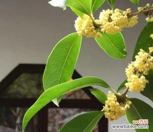 铃南花的寓意是什么？铃南花象征着什么？