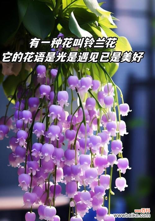 花语代表爱的花有哪些？