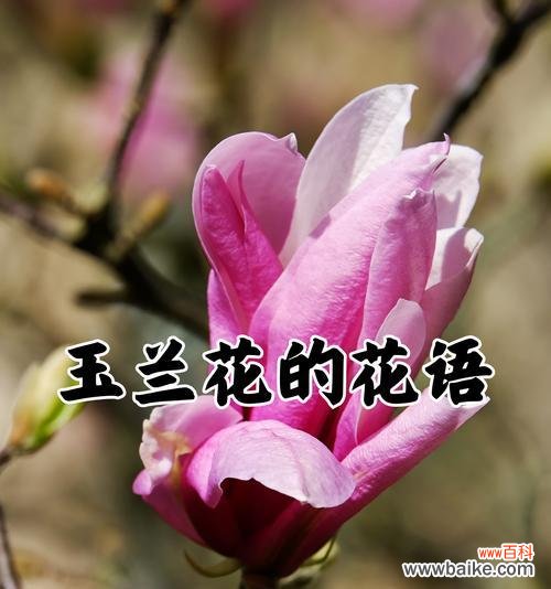 含义最丰富的花及其深意花语是什么？