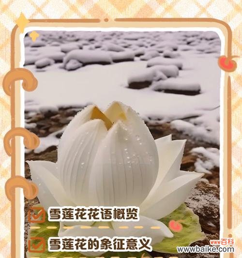 含义最丰富的花及其深意花语是什么？