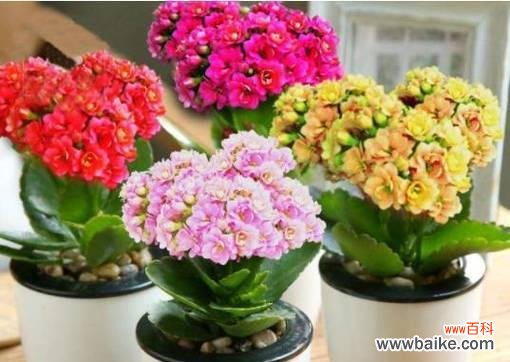 教室用盆样的花有哪些寓意？选择合适的花卉有哪些好处？