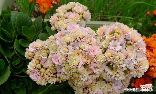 教室用盆样的花有哪些寓意？选择合适的花卉有哪些好处？