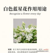 每种花的寓意和花语是什么？花臂中常见的神兽寓意是什么？