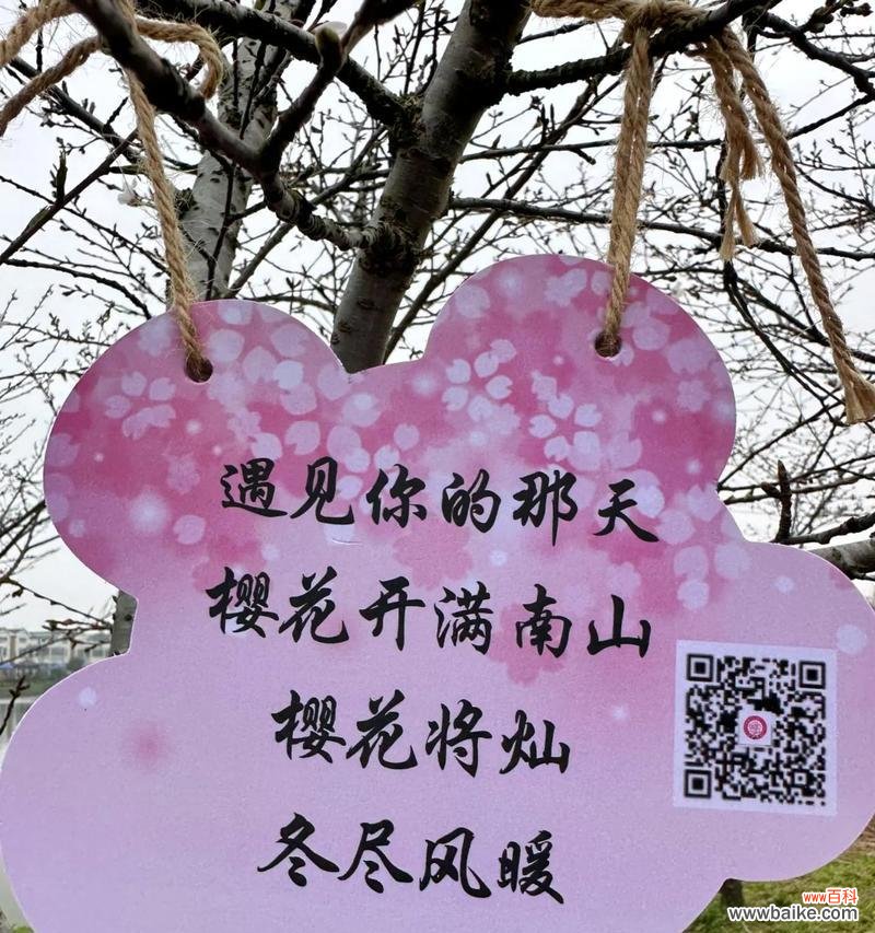 白樱花的花语是什么?它象征着怎样的情感?