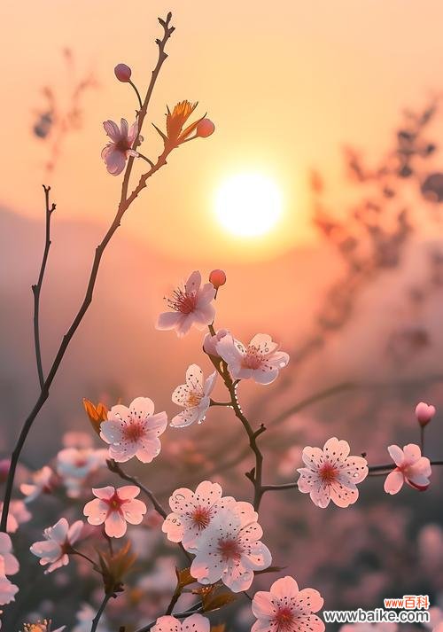 白樱花的花语是什么?它象征着怎样的情感?