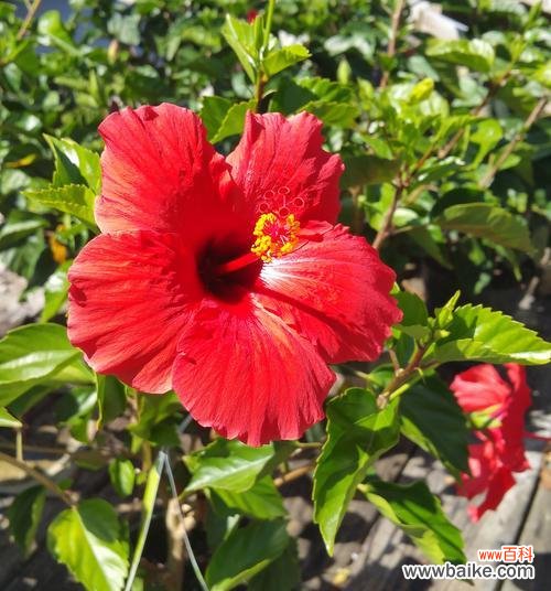 扶桑花的花语和象征意义是什么?