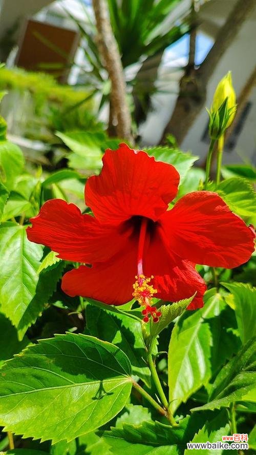 扶桑花的花语和象征意义是什么?