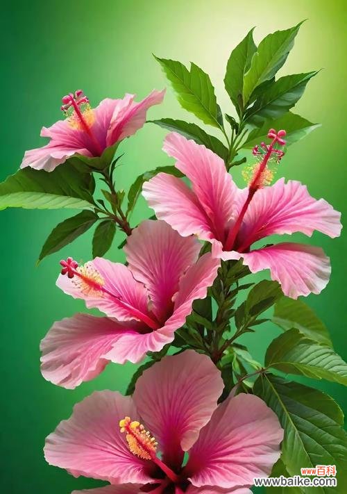 扶桑花的花语和象征意义是什么?