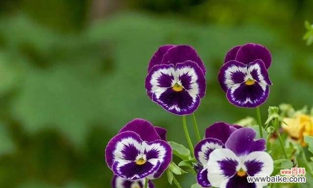 3月13日花语解读及赏花攻略 春日觅花之野生三色菫
