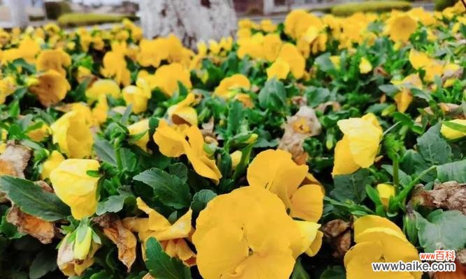 3月13日花语解读及赏花攻略 春日觅花之野生三色菫