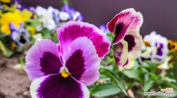 3月13日花语解读及赏花攻略 春日觅花之野生三色菫