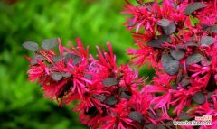 探寻沙洲蕃红花的花语与生态特点 沙洲蕃红花