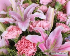 探索康乃馨背后的深层含义 康乃馨的象征意义