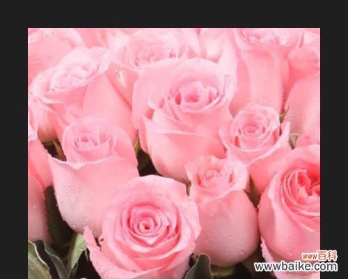 探索8朵粉玫瑰的花语之美 粉玫瑰的花语与寓意