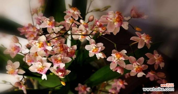 以表示忧愁的花有哪些 忧愁的花语——揭开忧伤之花的面纱