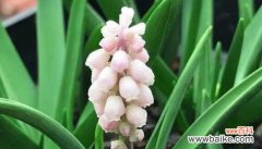 花开寓意吉祥 花开幸运路，寓意花语带来好运