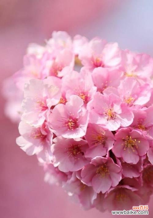 遗憾 遗憾的花语