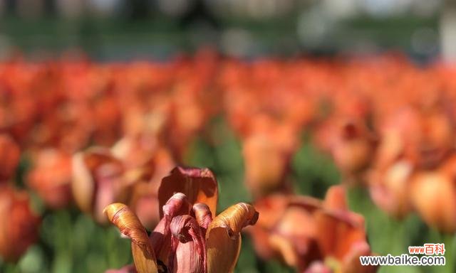 以花为媒 再见的花