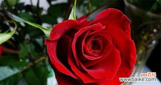 探索真诚之美 以表示真诚的花花语是真诚的花