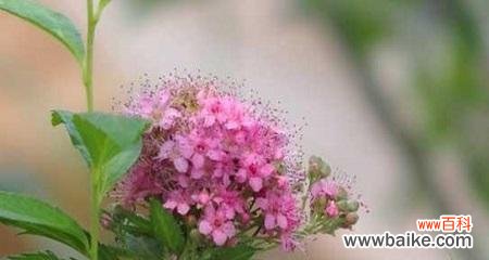 探寻自负花的花语之美 自负之花