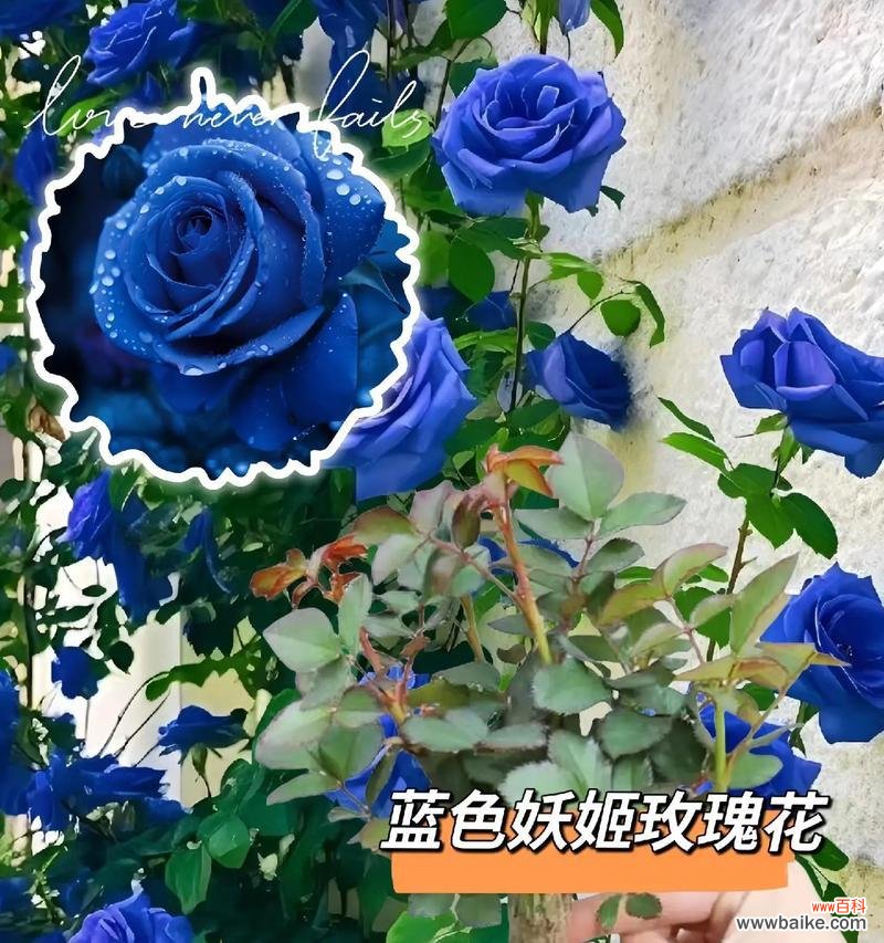 妖姬花语是什么意思?妖姬花代表了哪些含义?