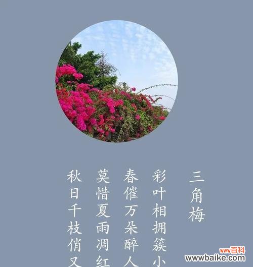 三角梅花语是什么意思?三角梅象征着什么?