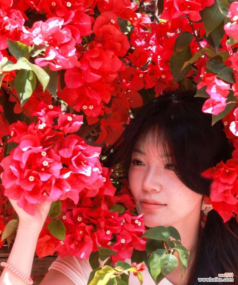 三角梅花语是什么意思?三角梅象征着什么?