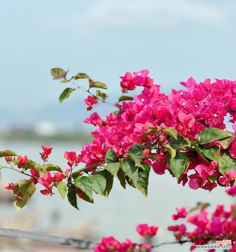 三角梅花语是什么意思?三角梅象征着什么?