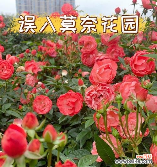 莫奈花园有什么寓意？它的象征意义是什么？