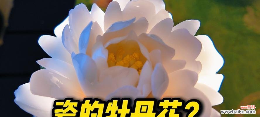 陶瓷花的寓意是什么？它们代表了哪些意义？