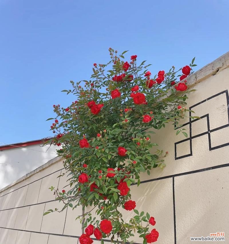 门口的花的含义是什么？