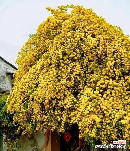 门口的花的含义是什么？