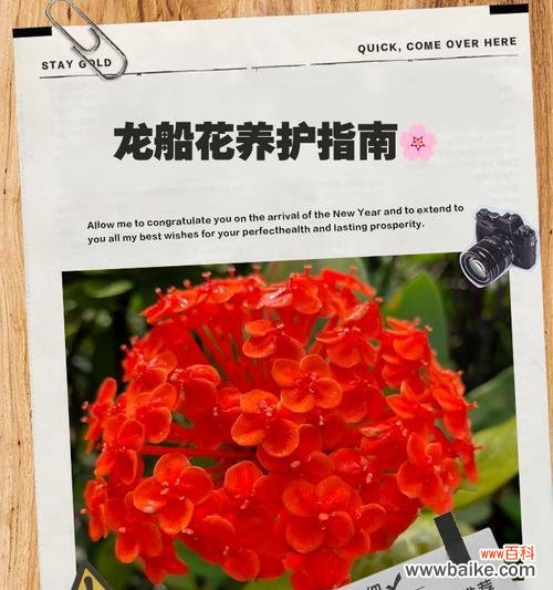 龙船花象征意义与花语全解析?