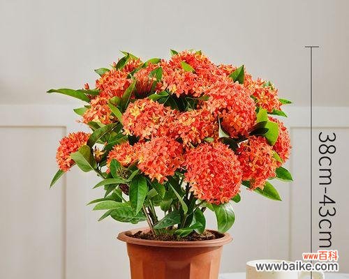 龙船花象征意义与花语全解析?