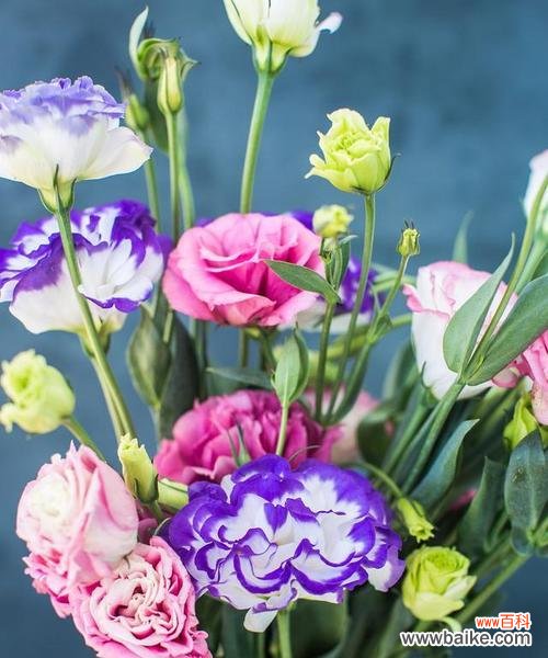 蓝白相间的花代表什么含义？蓝白花色组合的花语解读是什么？