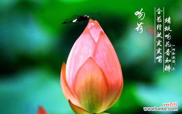 荷花与荷型花的花语含义是什么?它们在花语中各自代表了什么?