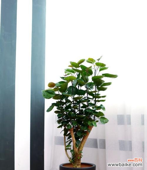 财富和好运的花卉象征是什么？选择带来财富的花