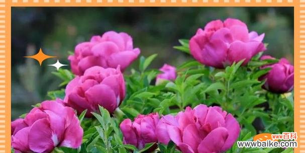 财富和好运的花卉象征是什么？选择带来财富的花