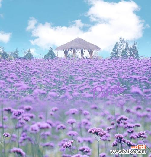 紫色花的美好寓意及其代表意义是什么？