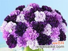 紫色花的美好寓意及其代表意义是什么？